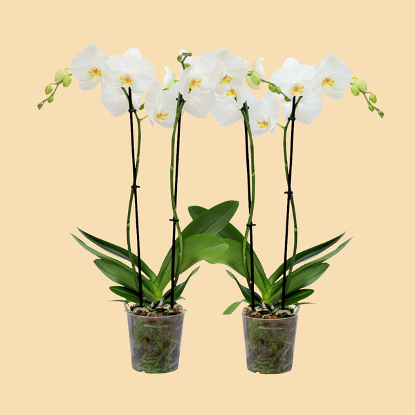 Premium Orchids - 10 Pack White in Grow | Wholesale – Westerlay