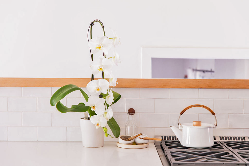 Westerlay Orchid Introduces New Cascade Assortment (Greenhouse Management)