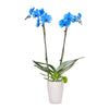 Gemstone Orchids - 10 Pack