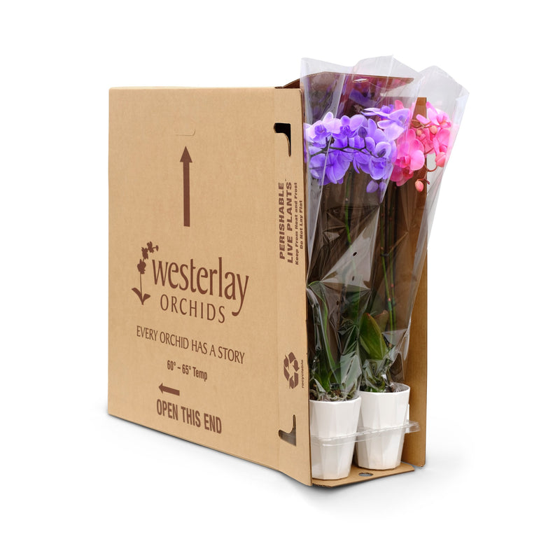 Gemstone Orchids in 5" Grow Pot with Ceramic - 10 Pack