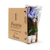 Moonstone Orchids in 5" Grow Pot with Ceramic - 10 Pack