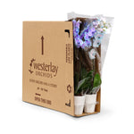 Moonstone Orchids in 5" Grow Pot with Ceramic - 10 Pack