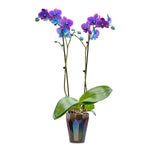 Gemstone Orchids - 10 Pack
