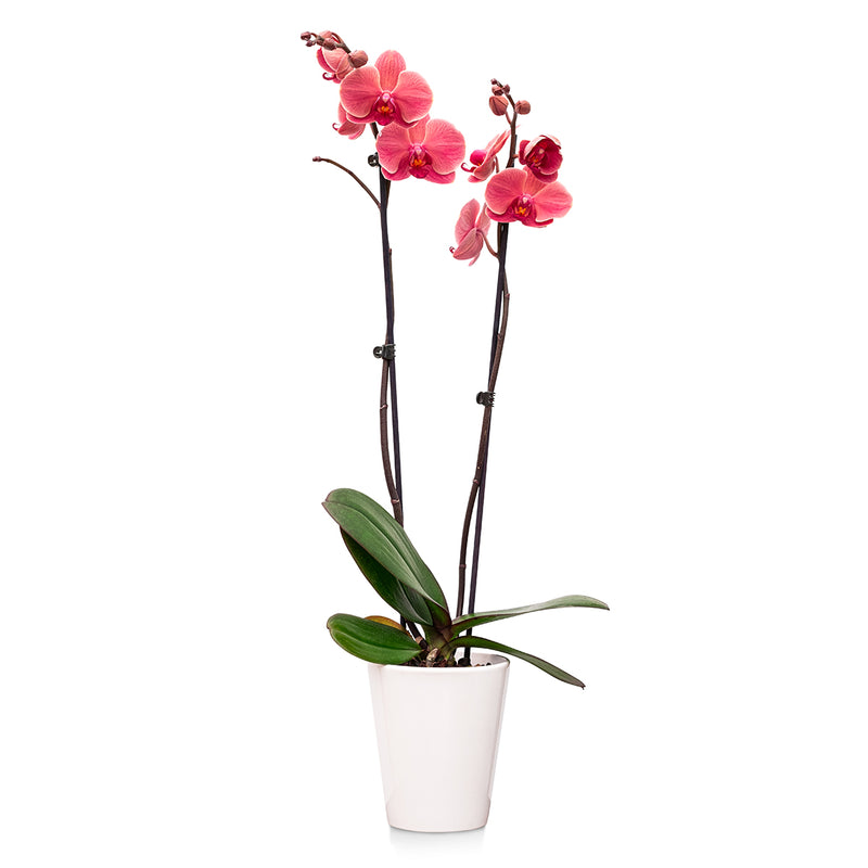 Premium Orchids - 10 Pack Assorted in Ceramic