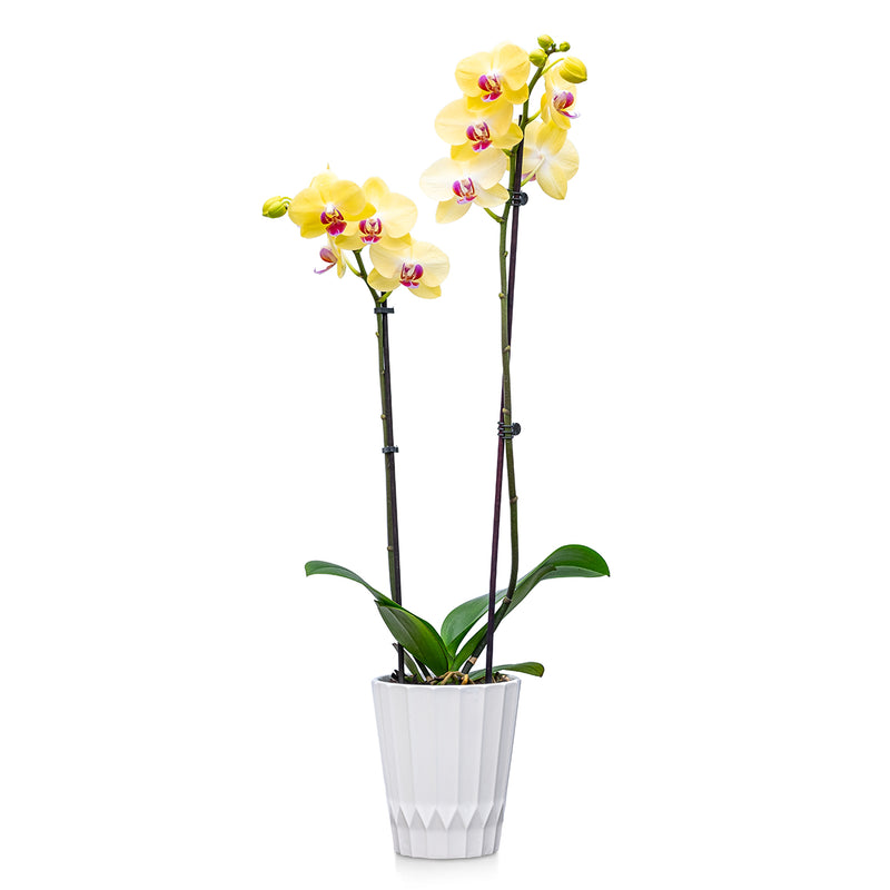 Premium Orchids - 10 Pack Assorted in Ceramic
