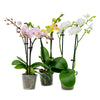 Darling Orchids - 15 Pack in Grow Pot