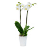 Premium Orchids - 10 Pack White in Ceramic