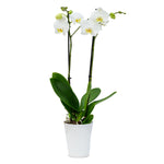 Premium Orchids - 10 Pack White in Ceramic