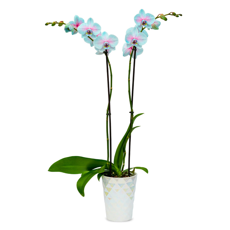 Moonstone Orchids - 10 Pack