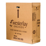 Gemstone Orchids - 10 Pack