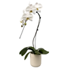 Cascade Orchids - 6 Pack in Decorative Pots