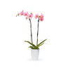 Gemstone Orchids - 10 Pack