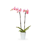 Gemstone Orchids - 10 Pack
