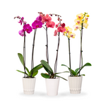 Premium Orchids - 10 Pack Assorted in Ceramic