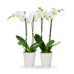 Premium Orchids - 10 Pack White in Ceramic
