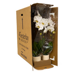 Cascade Orchids - 6 Pack in Ceramic