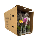 Darling Orchids - 15 Pack in Grow Pot
