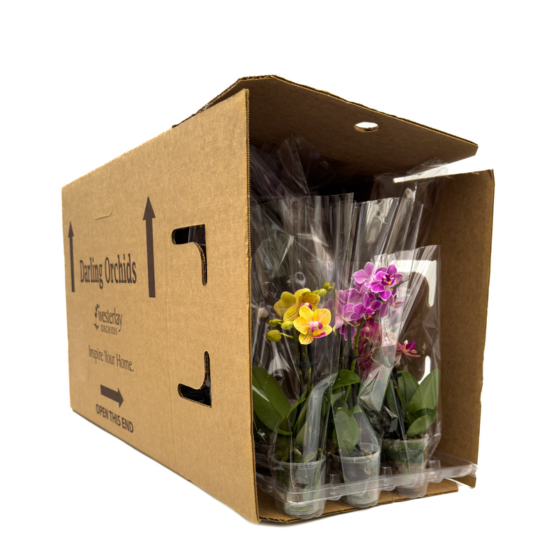 Darling Orchids - 15 Pack in Grow Pot