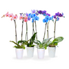 Gemstone Orchids - 10 Pack