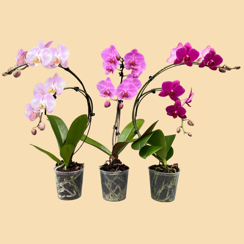 Phalaenopsis Wave Orchids Assorted Pinks in a 5