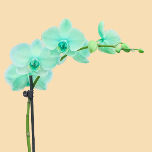 Phalaenopsis Orchids Infused with Emerald Green Color in a 5" Deco Pot - 10 Plants per box - Free Shipping