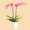 Phalaenopsis Orchids Infused with Pink Diamond Color in a 5" Deco Pot - 10 Plants per box - Free Shipping