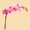 Phalaenopsis Orchids Infused with Pink Diamond Color in a 5" Deco Pot - 10 Plants per box - Free Shipping