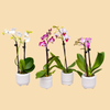 Phalaenopsis Mini Orchid in a 2" Deco Pot - 18 Plants per Box - Free Shipping