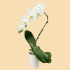 Phalaenopsis Cascading Orchids in a 5" Dec Pot- 6 Plants per box - Free Shipping