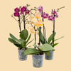 Phalaenopsis Orchids Assorted Colors in a 3" Grow Pot - 15 Plants per box - Free Shipping