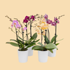Phalaenopsis Orchids Assorted Colors in a 3" Deco Pot - 15 Plants per box - Free Shipping