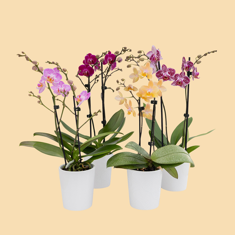Tabletop Orchids - 15 Pack in Ceramic | Wholesale – Westerlay