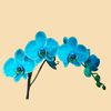 Phalaenopsis Orchids Infused with Aqua Color in a 5" Deco Pot - 10 Plants per box - Free Shipping