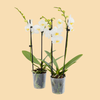 Phalaenopsis Orchids All White in a 3" Grow Pot - 15 Plants per box - Free Shipping