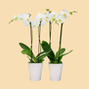 Phalaenopsis Orchids All White in a 5" Deco Pots - 10 Plants per box - Free Shipping