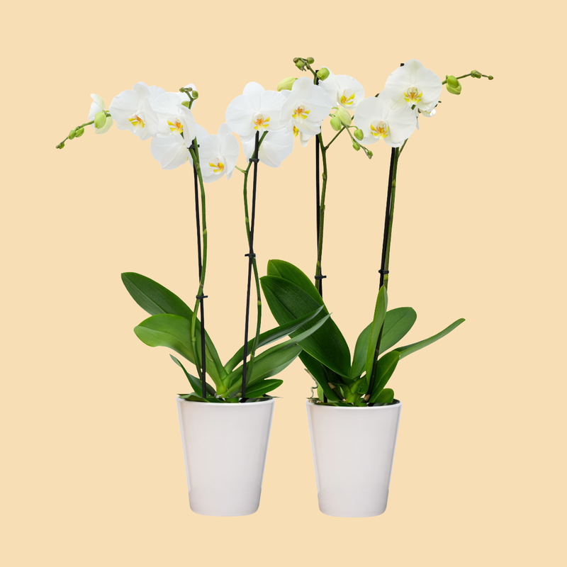 Premium Orchids - 10 Pack White in Ceramic | Wholesale – Westerlay