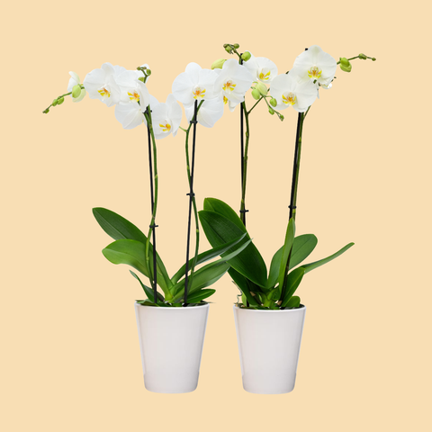 Premium Orchids - 10 Pack White in Ceramic | Wholesale – Westerlay