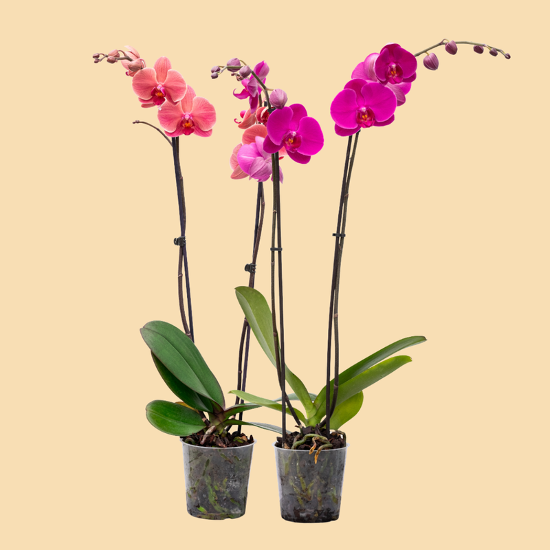 pot orchid plant Premium Orchids --10 Pack in Grow