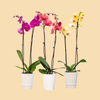 Phalaenopsis Orchids Assorted Colors in a 5" Deco Pot - 10 Plants per box - Free Shipping
