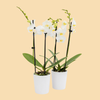Phalaenopsis Orchids All White in a 3" Deco Pot - 15 Plants per box - Free Shipping