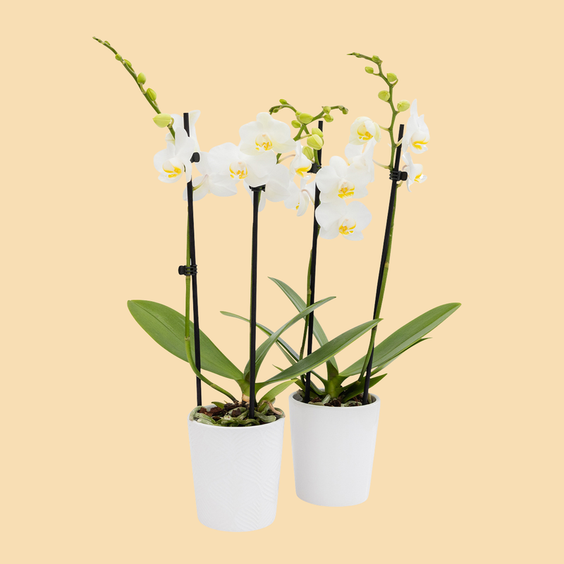 house plant orchid Tabletop Orchids - 15 Pack White in Ceramic