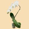 Phalaenopsis Cascading Orchids in a 5" Grow Pot - 6 Plants per box - Free Shipping
