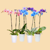 Phalaenopsis Orchids Infused with Assorted Colors in a 5" Deco Pot - 10 Plants per box - Free Shipping