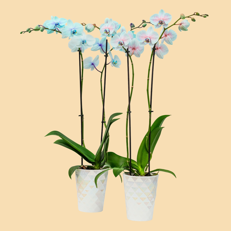 Moonstone Orchids - 10 Pack | Wholesale Orchid Plants – Westerlay