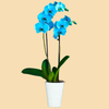 Phalaenopsis Orchids Infused with Aqua Color in a 5" Deco Pot - 10 Plants per box - Free Shipping