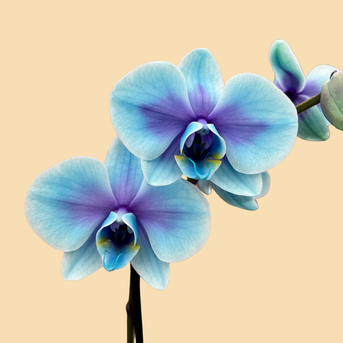 Phalaenopsis Orchids Infused with Lilac Moonstone Color in a 5" Deco Pot - 10 Plants per box - Free Shipping