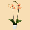 Phalaenopsis Orchids Infused with Sunrise Color in a 5" Deco Pot - 10 Plants per box - Free Shipping