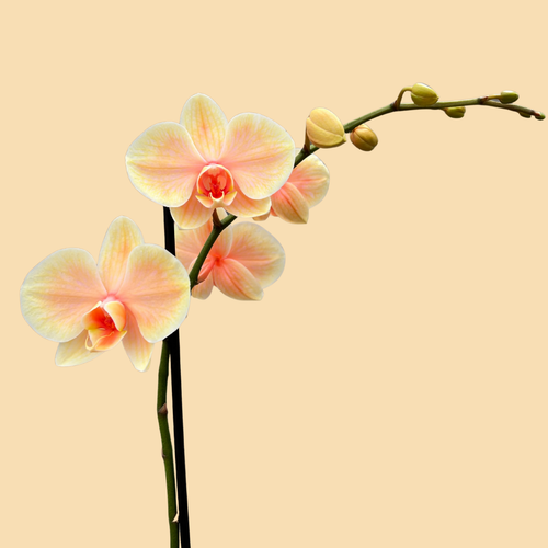 Phalaenopsis Orchids Infused with Sunrise Color in a 5" Deco Pot - 10 Plants per box - Free Shipping
