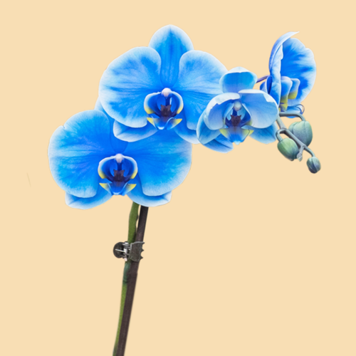 Phalaenopsis Orchids Infused with Blue Sapphire Color in a 5" Deco Pot - 10 Plants per box - Free Shipping