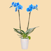 Phalaenopsis Orchids Infused with Blue Sapphire Color in a 5" Deco Pot - 10 Plants per box - Free Shipping